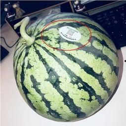 四川网红吃瓜,揭秘网络红人的幕后故事