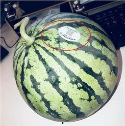 宝坻吃瓜网红,揭秘津门美食背后的故事