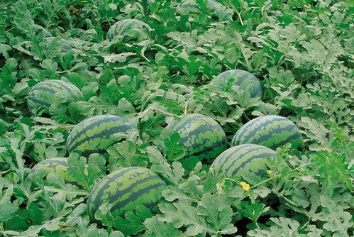 邹城网红吃瓜群微信,揭秘网络社交圈的趣味与争议