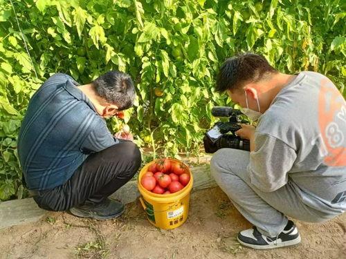 吃瓜最新事件伊犁新闻网,揭秘吃瓜事件背后的真相与影响