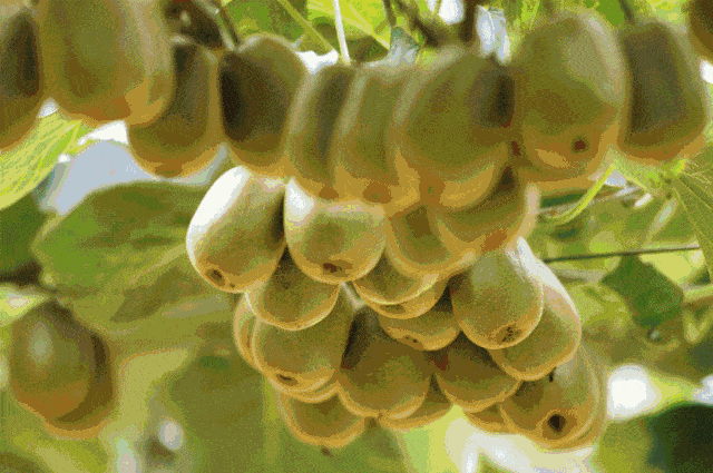 曝料吃瓜网,揭秘娱乐圈幕后真相，带你走进明星隐私世界