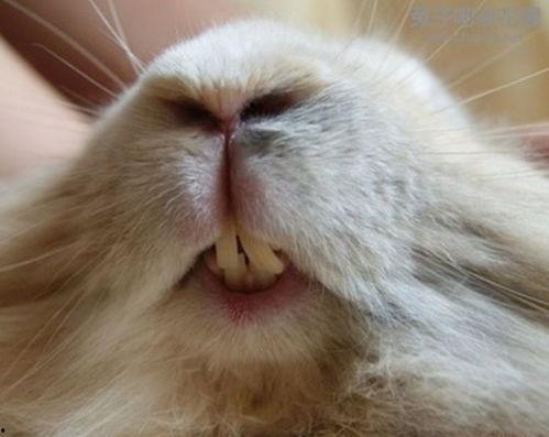 黑料吃黑瓜网兔子牙