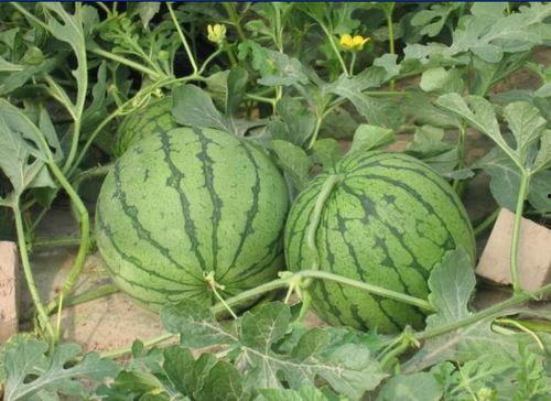 镇平网红吃瓜事件