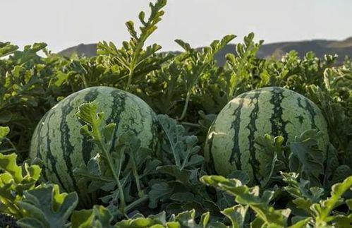 吃瓜网红江苏,带你领略网络风云变幻